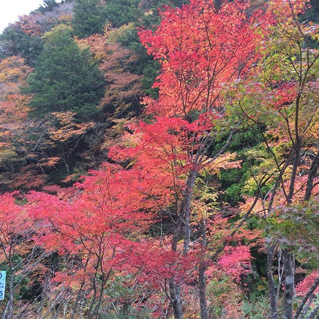 梅ヶ島の紅葉。天気は曇ってたけど、癒されました。#フジテック#紅葉#梅ヶ島#鹿刺し#安倍の大滝